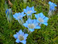 Sky blue trumpet flowers